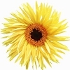 light yellow spider gerbera with narrow petals