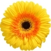 yellow gerbera with an orange inner ring