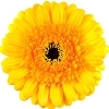 yellow gerbera with a brown disc