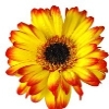 yellow gerbera with red petal tips