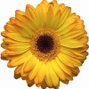 yellow gerbera with orangish petal tips