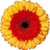 yellow gerbera with red ray florets