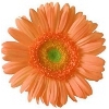 light orange gerbera with a green disc