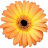 orange gerbera with a yellow hue