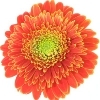 orange gerbera with numerous ray florets