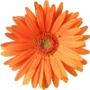 orange gerbera with a green disc