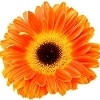 orange gerbera with a yellow inner ring 