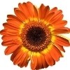 brownish-orange gerbera