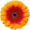 orange gerbera with red ray florets