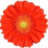 dark orange gerbera with a green disc