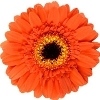 orange gerbera with a brown disc