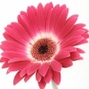 red gerbera with a white inner ring