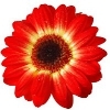 red gerbera with a yellow inner ring