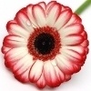 white and red gerbera