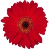 red gerbera with a brown disc and ray florets