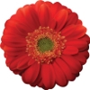 orangish-red gerbera with a green disc