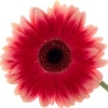 gerbera with two shades of red