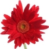 red gerbera with long petals