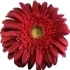 dark red gerbera