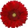 red gerbera with a yellow disc and ray florets