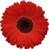 red gerbera with a large brown disc