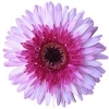 pale purple gerbera with magenta ray florets