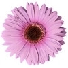 light purple gerbera with a brown disc