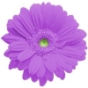 light violet gerbera with a green disc