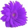 dark violet gerbera with a green disc