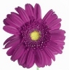 violet-purple gerbera