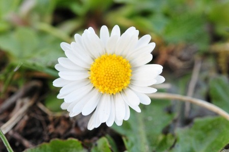 Shasta Daisy