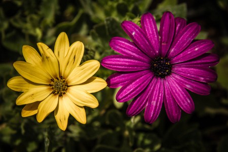 African Daisies