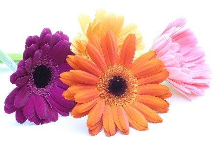 Gerbera Daisies