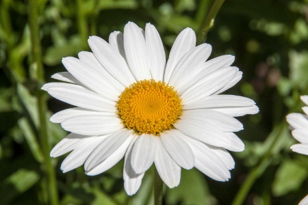 Ox-eye Daisy