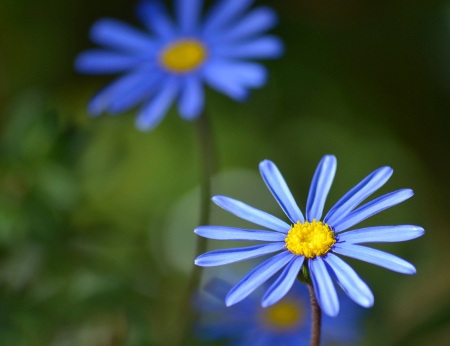 Kingfisher Daisy