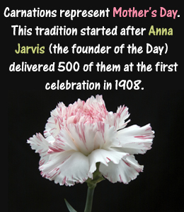 Carnation flower meaning