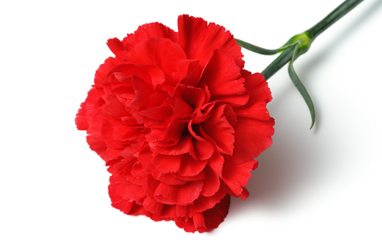 Red carnation