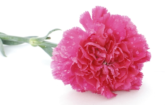 Pink carnation