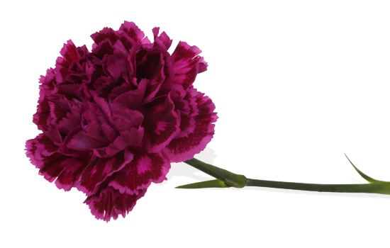 Purple carnation