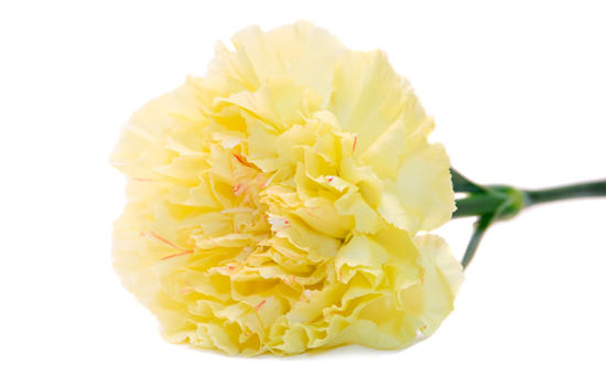 Yellow carnation