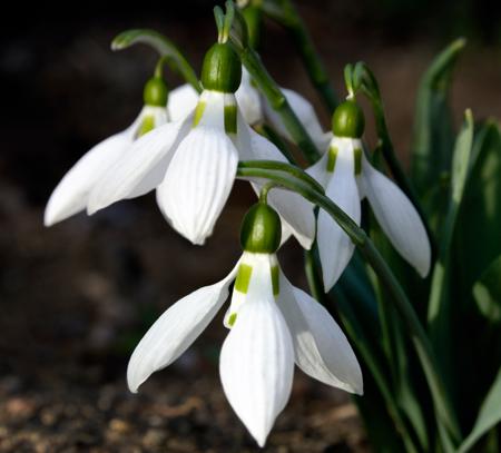 Snowdrops flowers