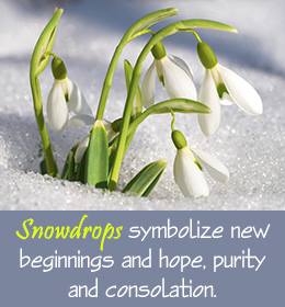 Symbolism of snowdrops