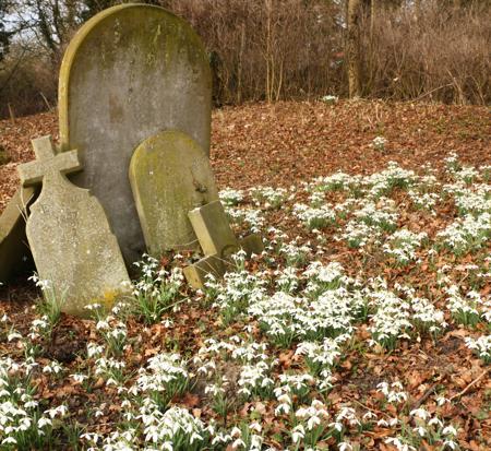 Snowdrops in churchyard