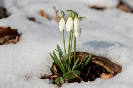 Snowdrops flowers in snow