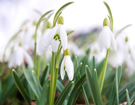 Snowdrops flowers