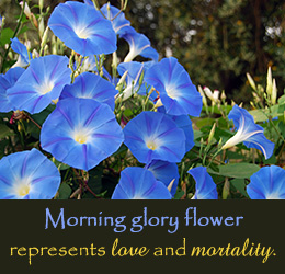 Morning glory flower symbolism