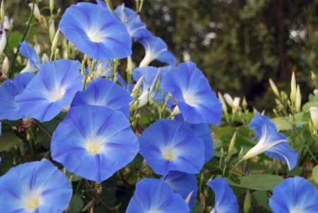 Morning glory flowers