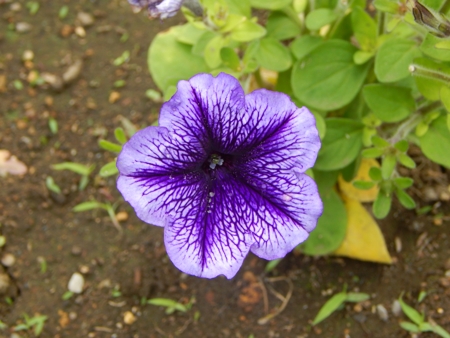 Morning glory flower