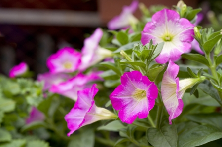 Pink petunia flowers