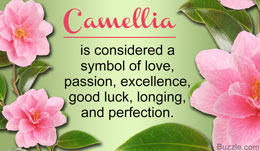 Camellia flowers symbolism
